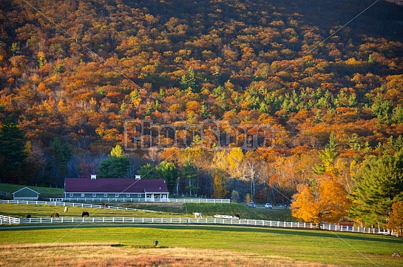 Horse Farm