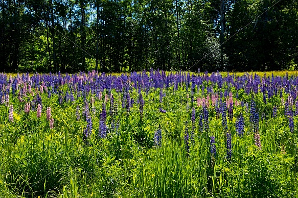 Purple Lupines