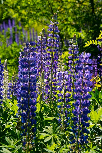 Purple Lupines