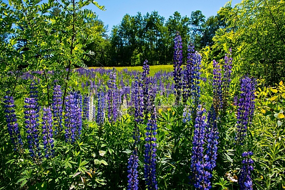 Purple Lupines