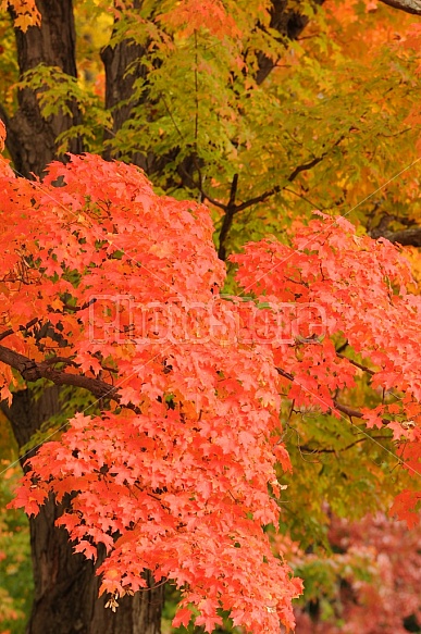 Fall Foliage