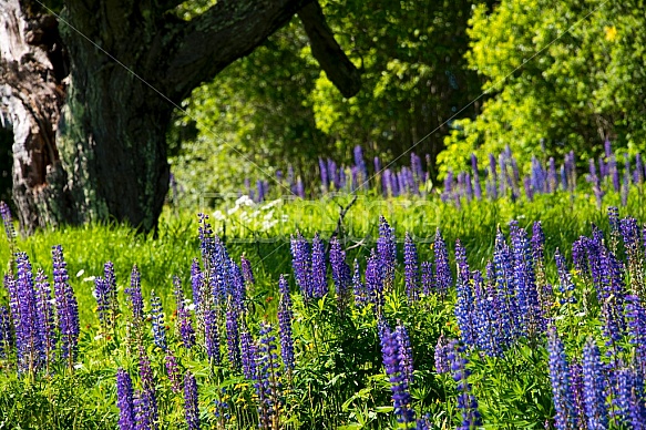 Purple Lupines