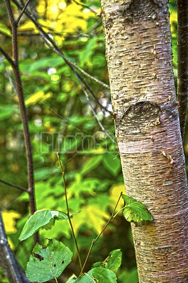 Tree Trunk