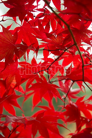 Red Leaves