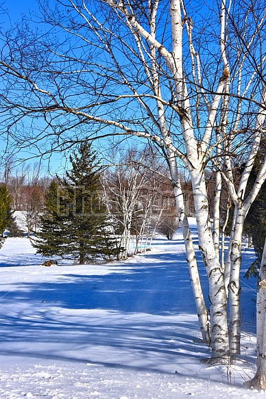 birch trees in winter